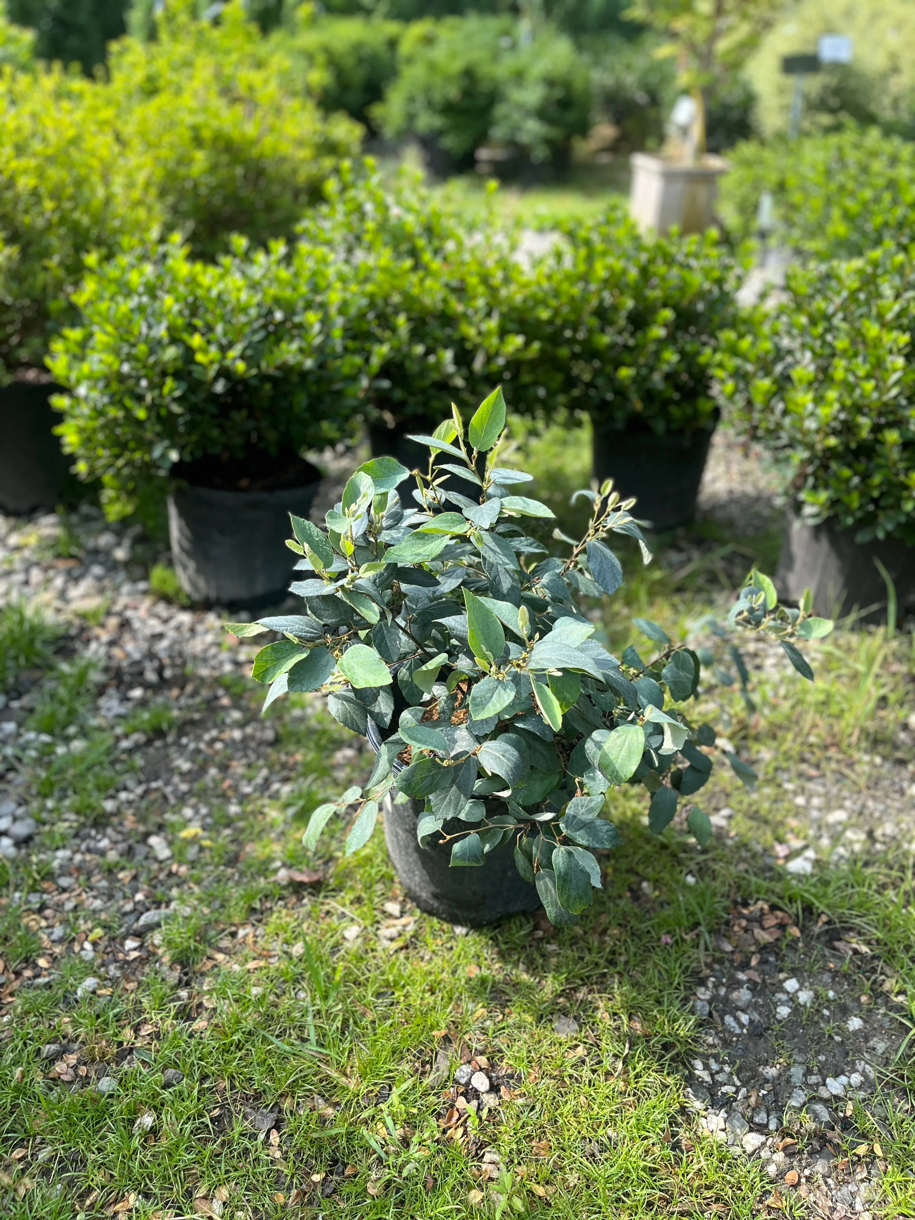 Blue Mist Dwarf Fothergilla