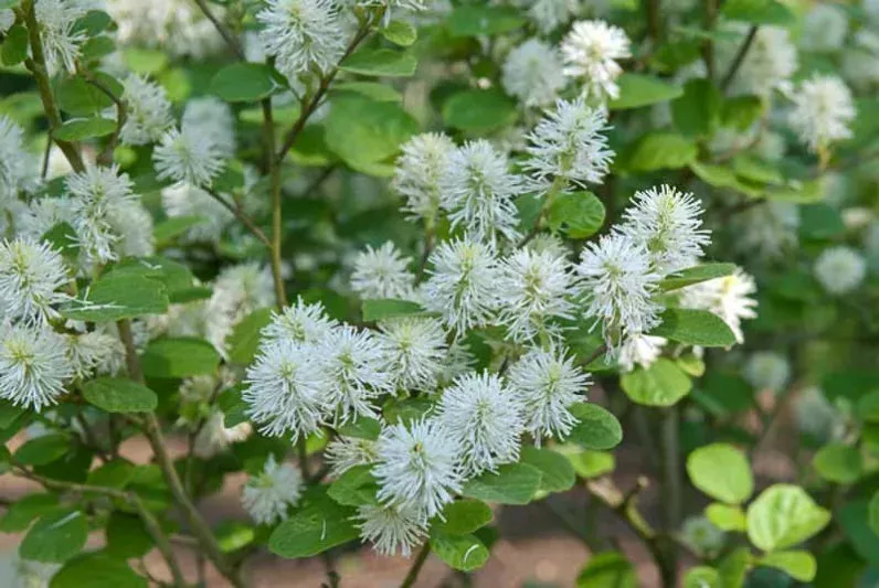 Blue Mist Dwarf Fothergilla